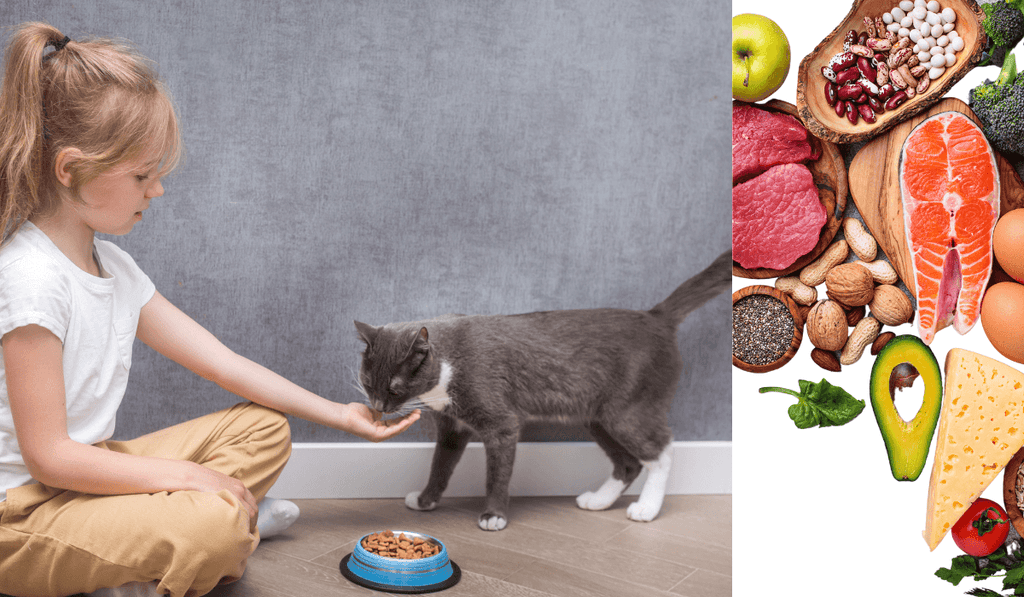 愛猫の健康に適した食材と適さない食材とは？｜バウワウ プレイス