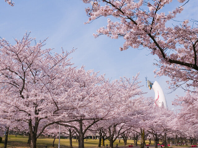 愛犬万博記念公園と桜