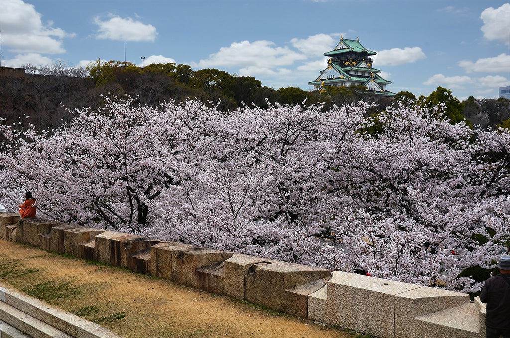 Cherry blossom viewing at Osaka Castle Park with my dog