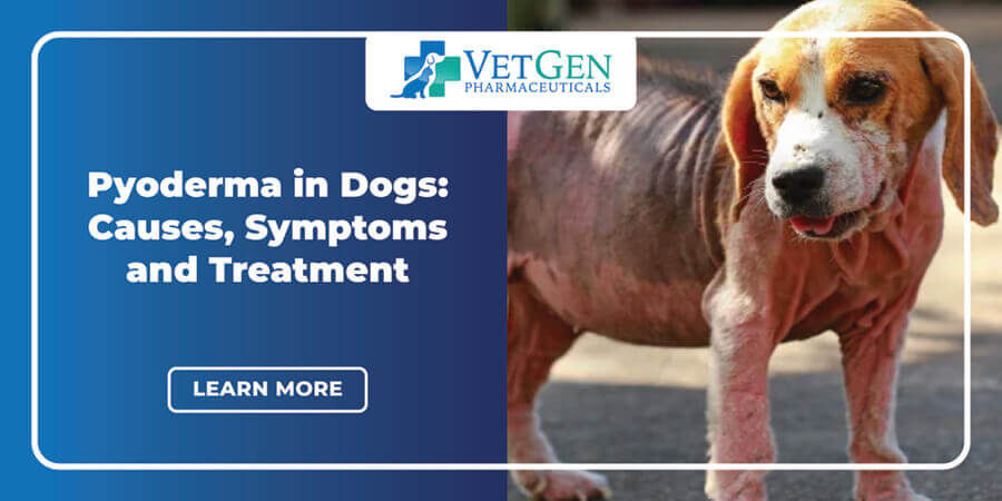 how do you treat pyoderma in puppies