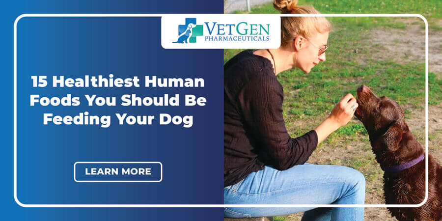 why you should not feed your dog human food