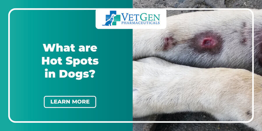 what can cause open sores on dogs