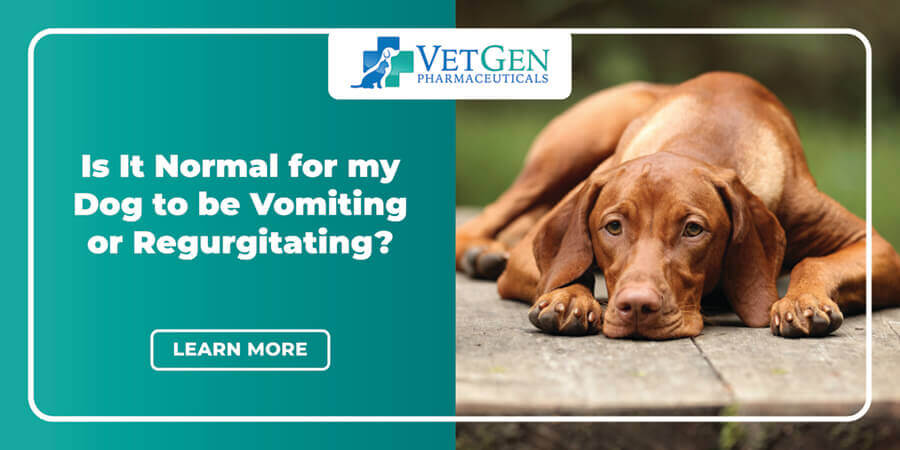 what is the difference between vomiting and regurgitation in dogs