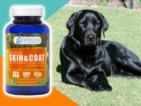 shiny dog coat supplements