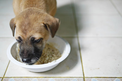 what happens if you feed your dog human food