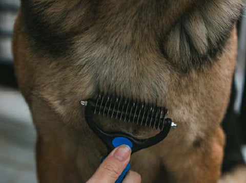 Soft Bristle Dog Brush for Short Haired Cats or Dogs - Firm Bristles to Remove Dust, Dirt, and Loose Fur - Hook and Rubber Handle