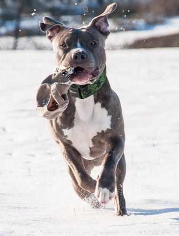 female Pitbull name