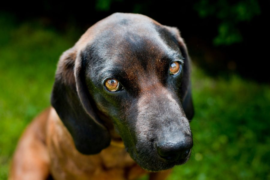 are bavarian mountain hound the most intelligent dogs