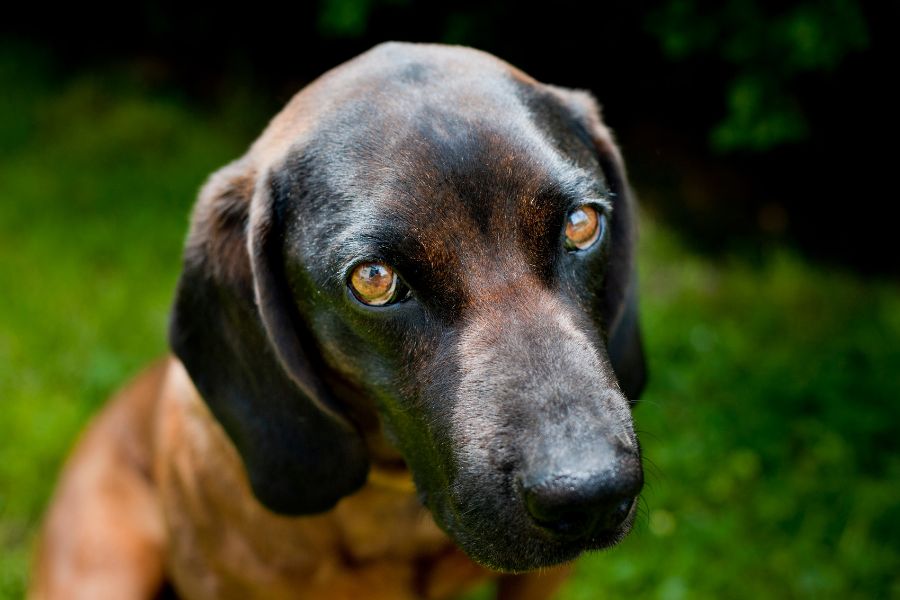 are bavarian mountain hounds intelligent dogs