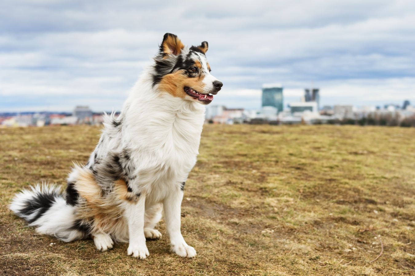 10 Things You Should Know Before Owning an Australian Shepherd