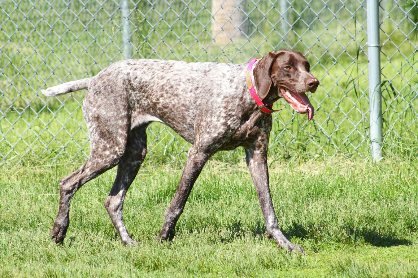 German shorthaired hot sale pointer tail