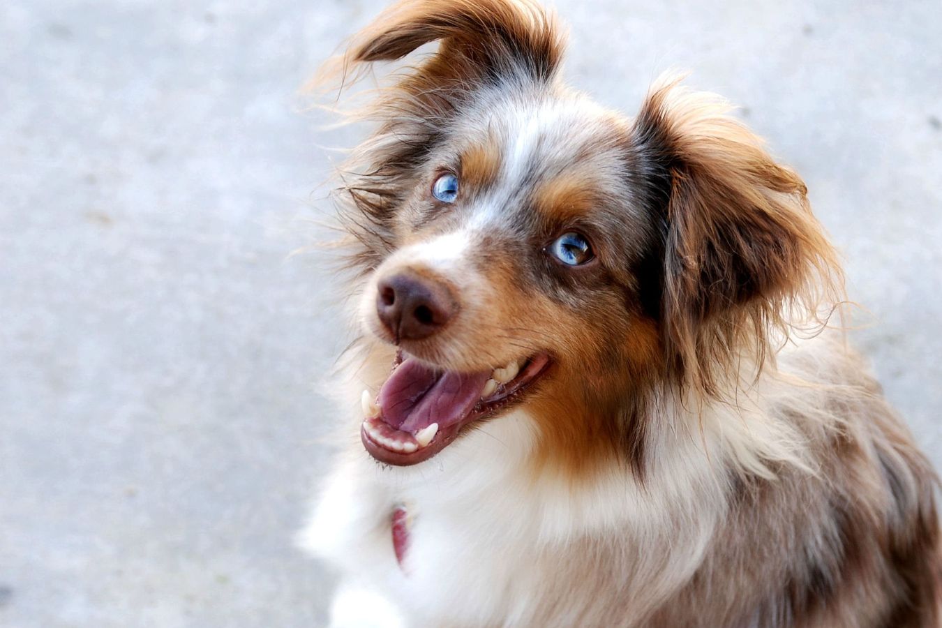 A Guide to Owning an Australian Shepherd - PetHelpful