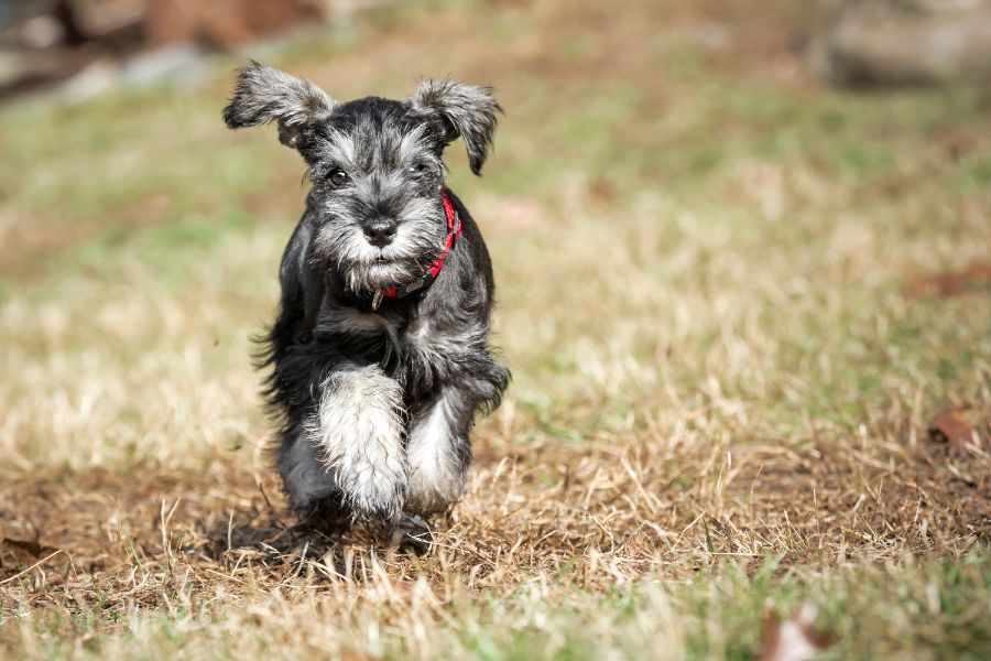 49 Facts About Miniature Schnauzer You Should Know Before You Buy it -  Taglec