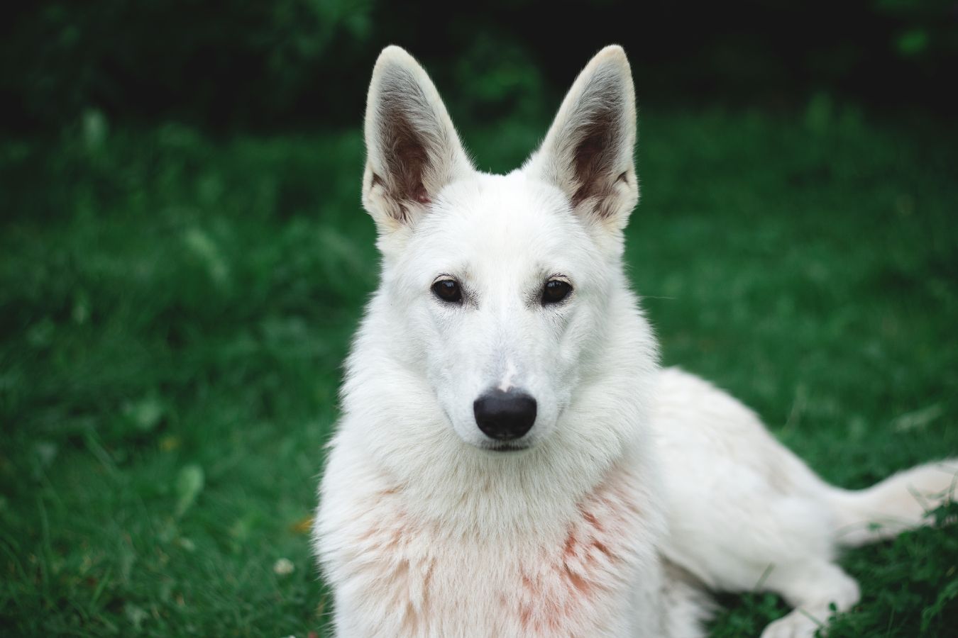 German Shepherd, Life is Better, White Background (1000 Piece