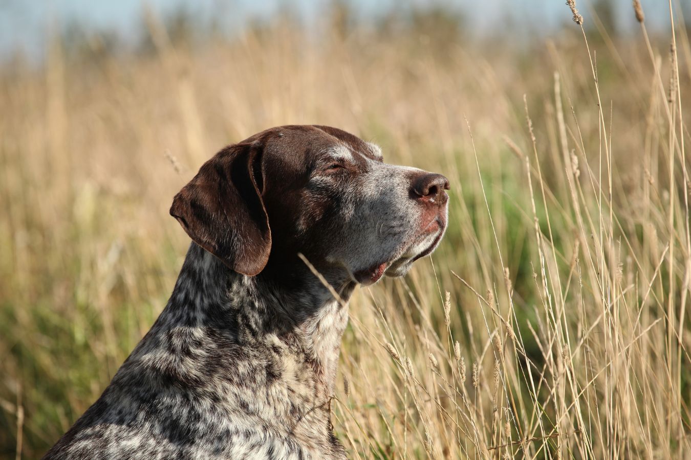 German Shorthaired Pointer. Male (21 months old) sitting on the