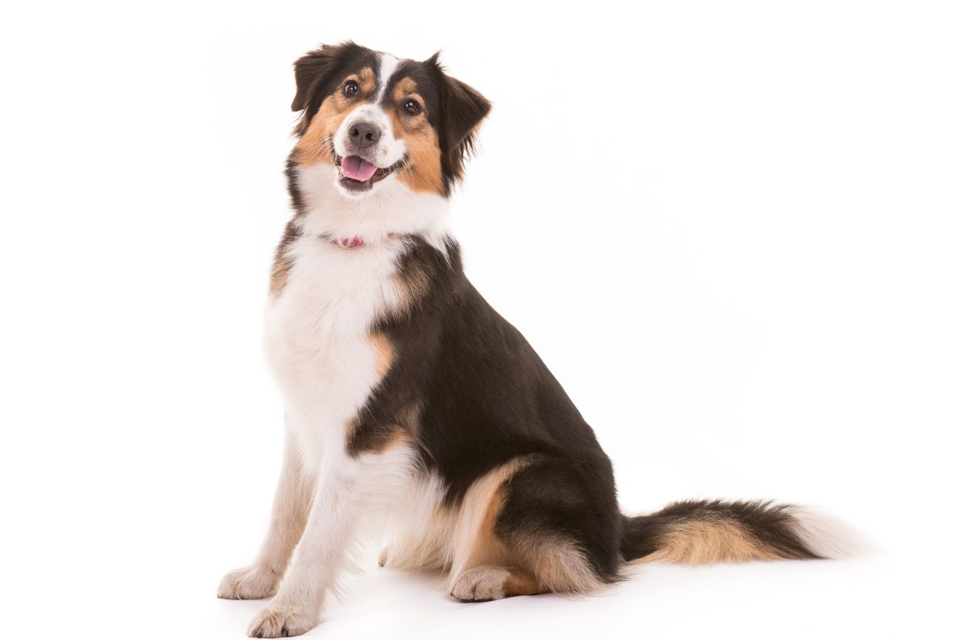 A Guide to Owning an Australian Shepherd - PetHelpful