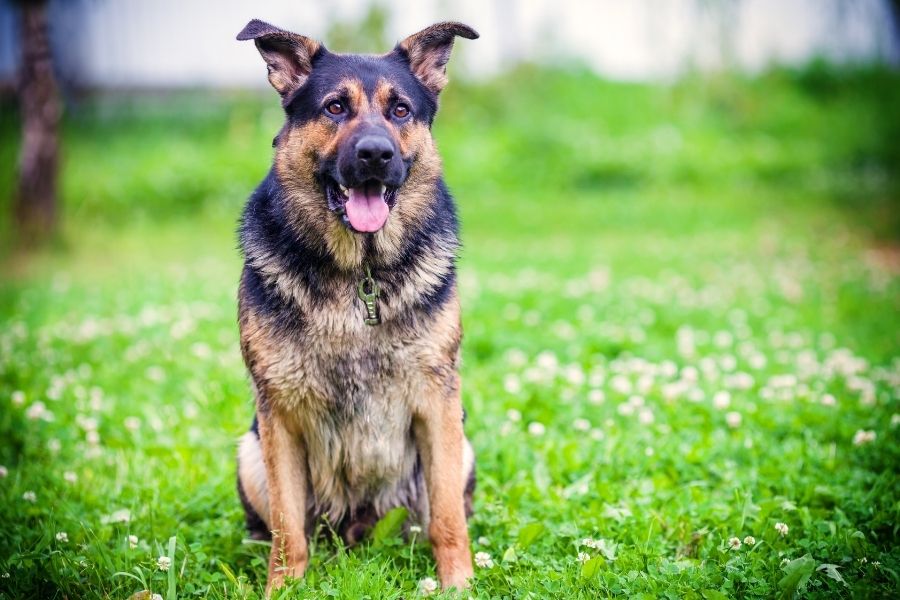 chihuahua german shepherd mix