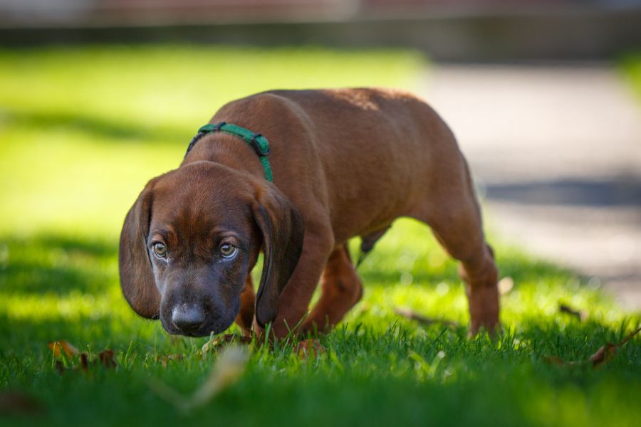 are bavarian mountain hounds intelligent dogs