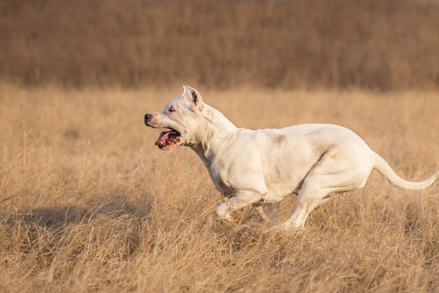 Dogo Argentino  Royal Canin CO