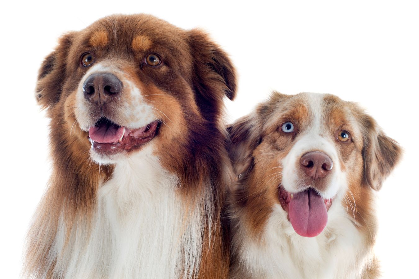 7 Things About Owning an Australian Shepherd