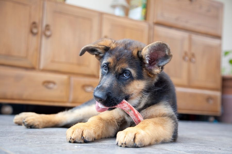 chiwawa mix with german shepherd