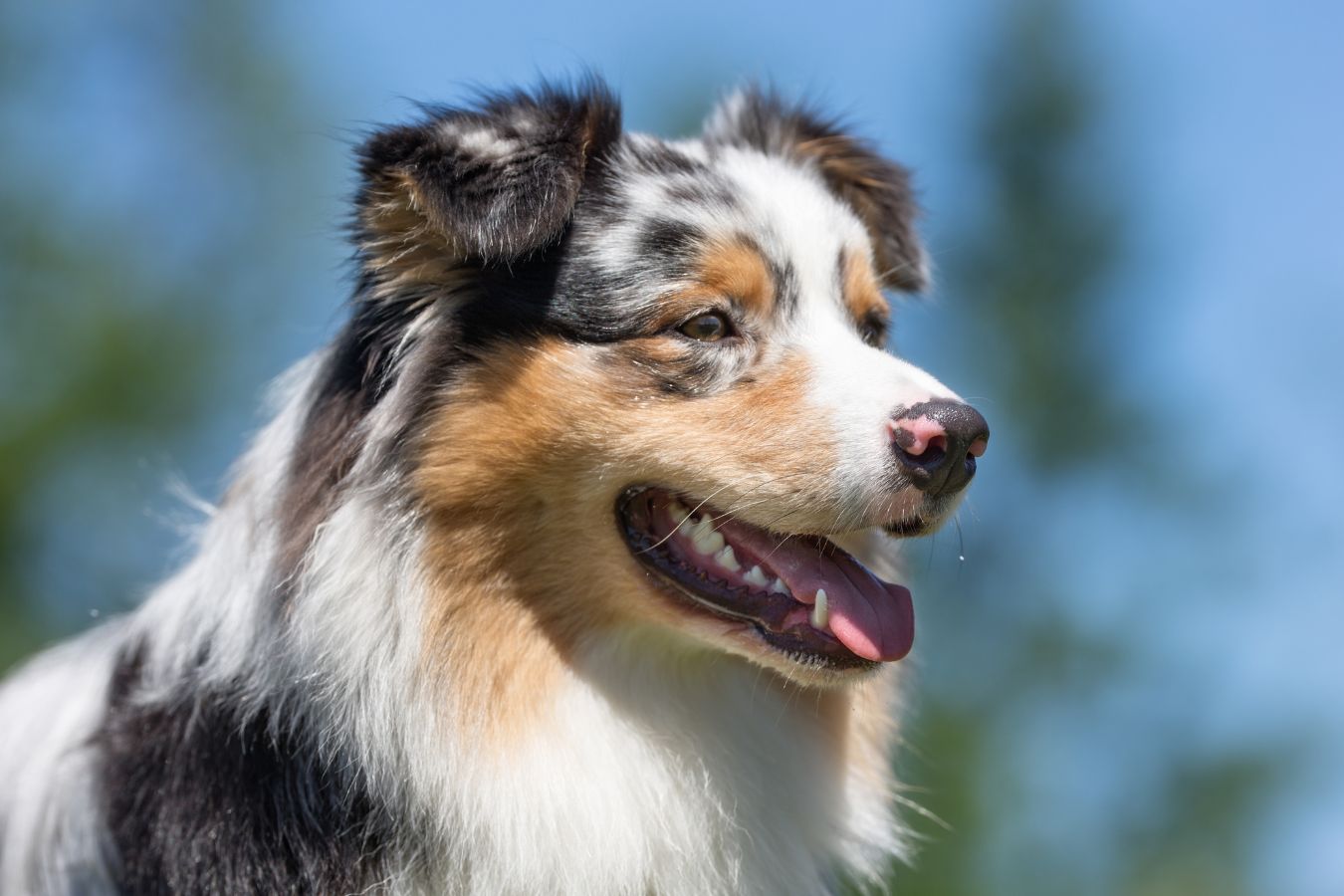 A Guide to Owning an Australian Shepherd - PetHelpful