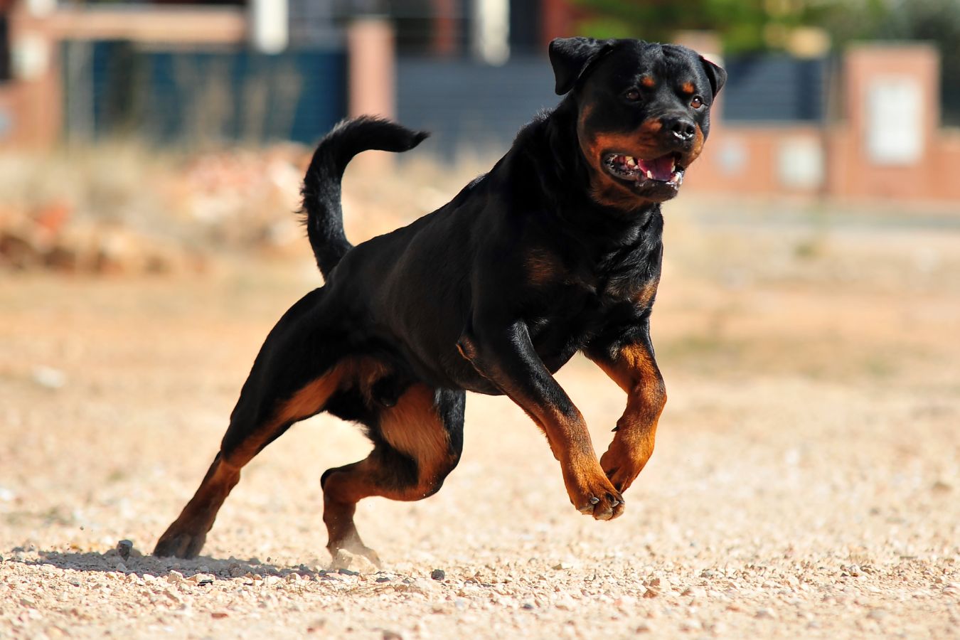 are rottweilers tolerant to snow