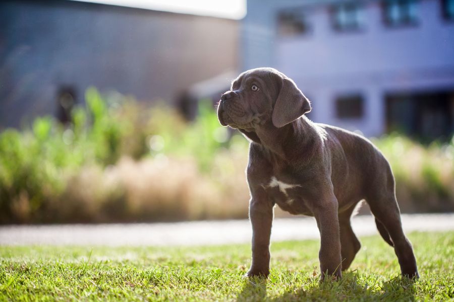 Dogo Argentino vs Cane Corso: Which breed is best for you?