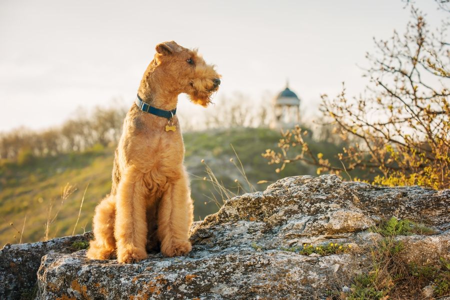 airedale terrier how big