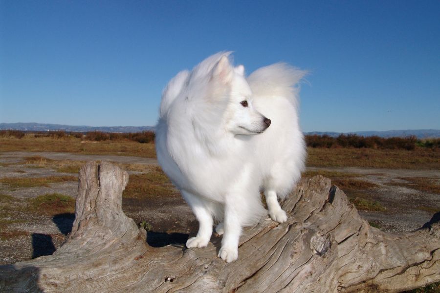 are bones easily digested by a american eskimo dog