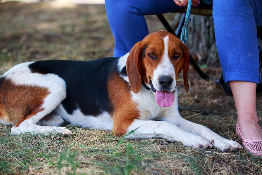 American Lab Foxhound Breed Pictures, Characteristics, and Facts