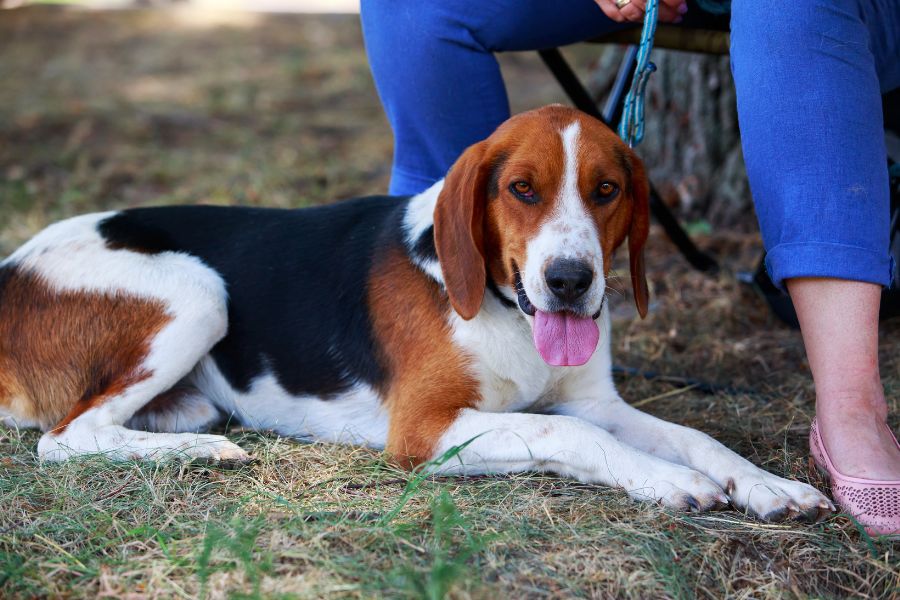 are english foxhound noisy