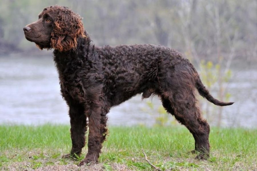 are american water spaniels rare