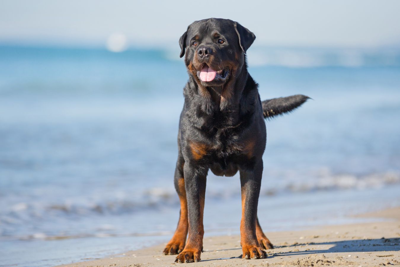 why do rottweilers growl