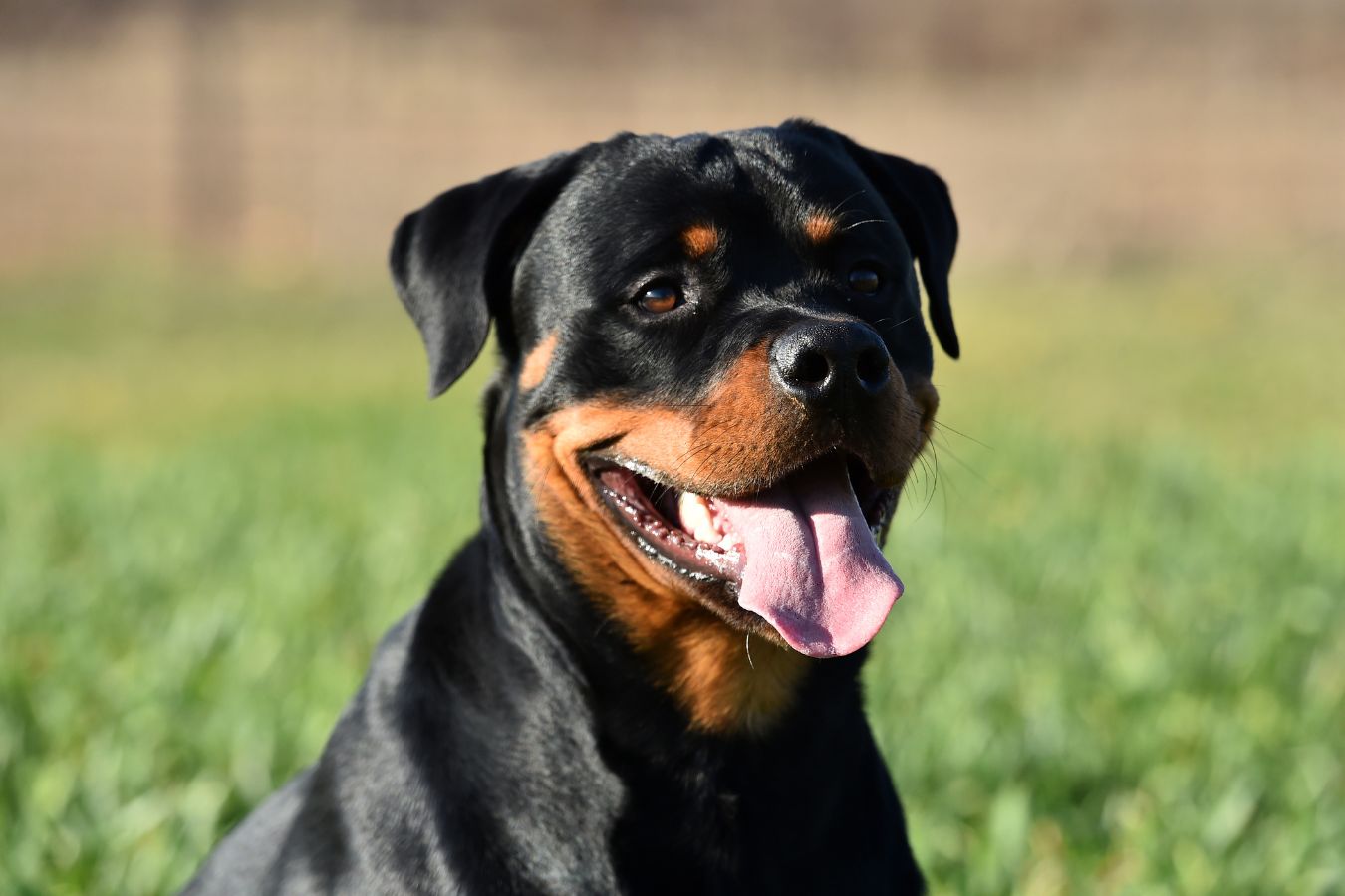 are rottweilers tolerant to snow