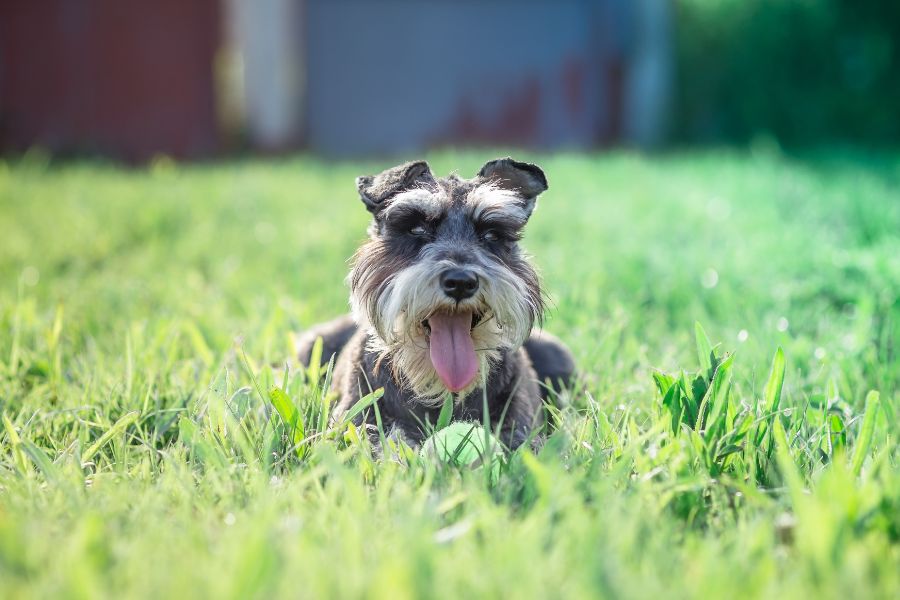 are carrots good for a miniature schnauzer