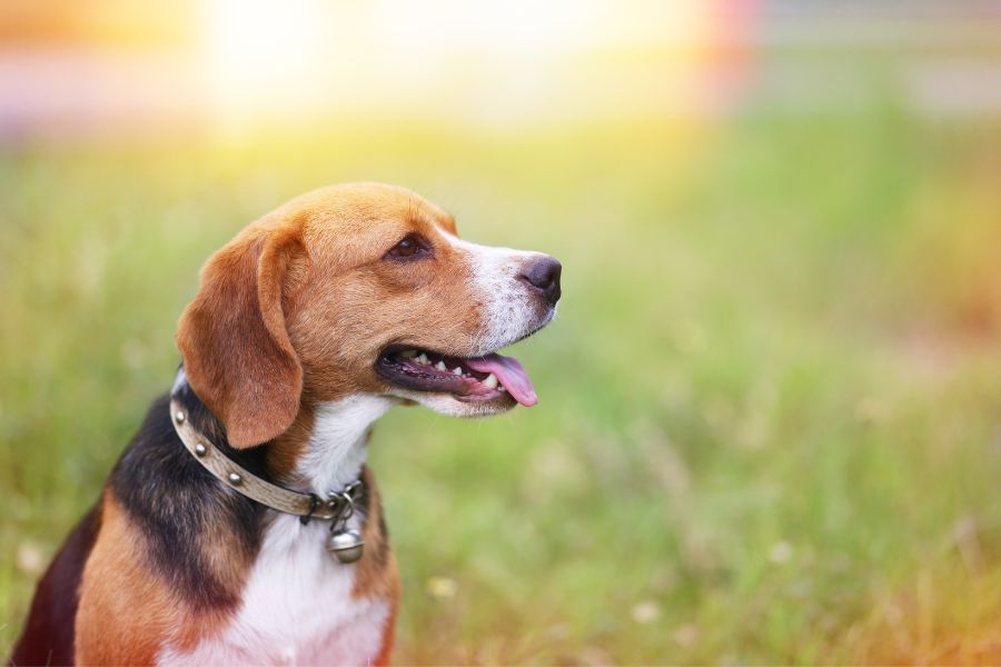 are american foxhound hypoallergenic