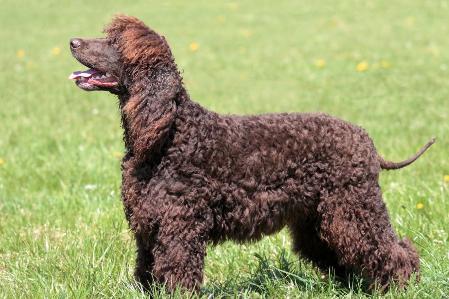 are american water spaniels rare