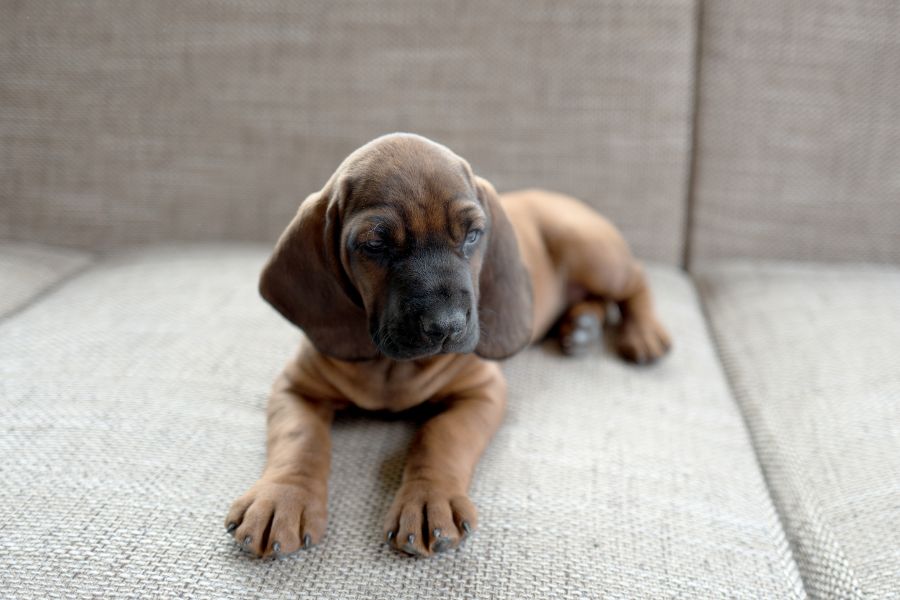 are bavarian mountain hound the most intelligent dogs