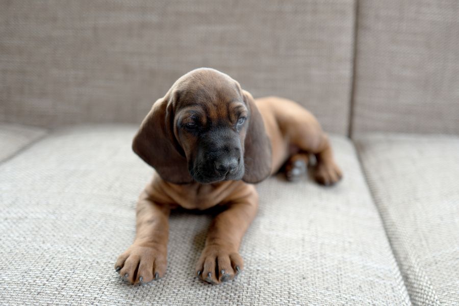 are bavarian mountain hounds intelligent dogs