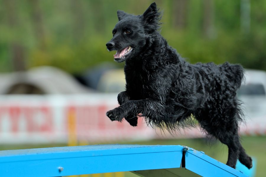 are croatian sheepdogs good with other dogs