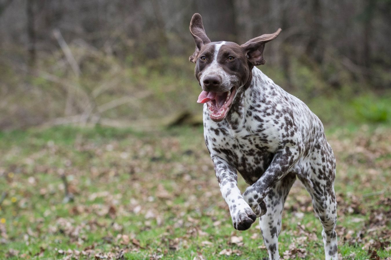 65 Questions About German Shorthaired Pointer | Taglec