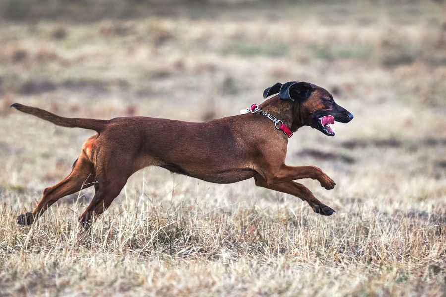 are bavarian mountain hounds intelligent dogs