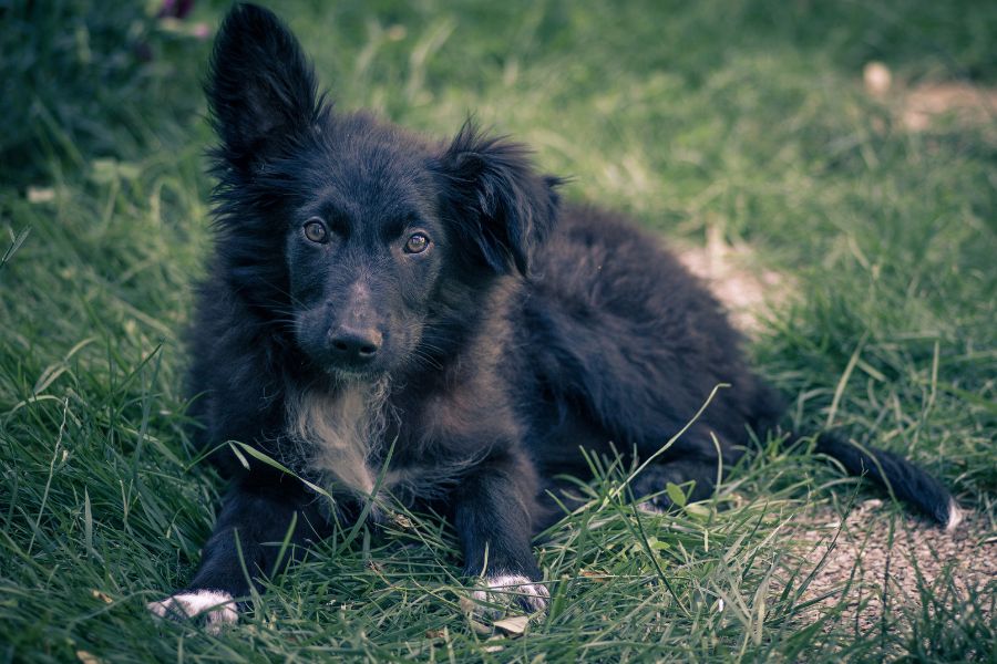 are croatian sheepdogs good with other dogs