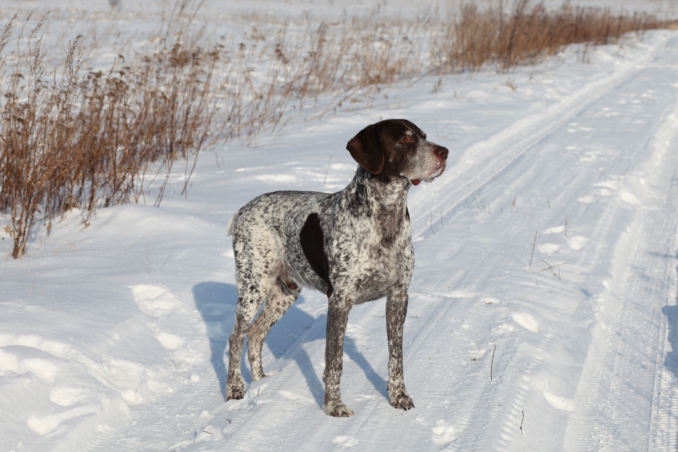 65 Questions About German Shorthaired Pointer | Taglec