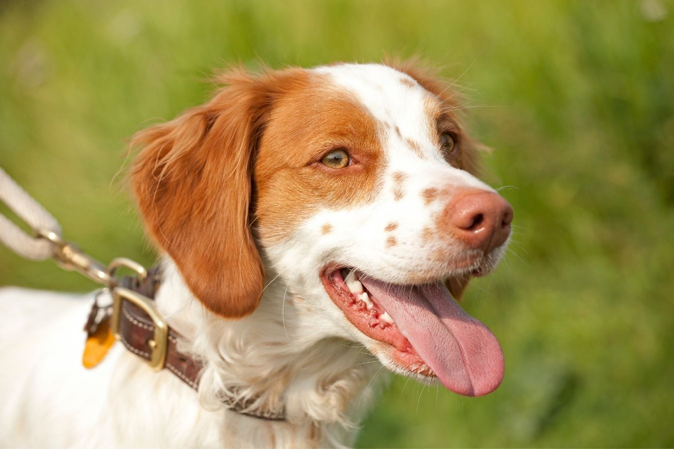 do brittany dogs shed