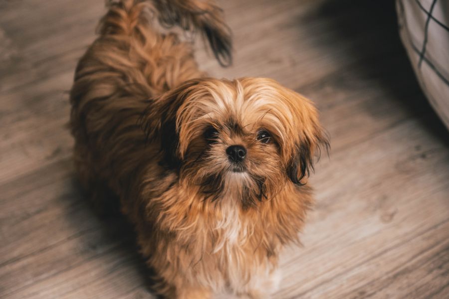 why do shih tzus lick their nose