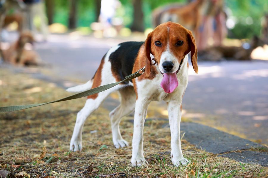 are american foxhound hypoallergenic