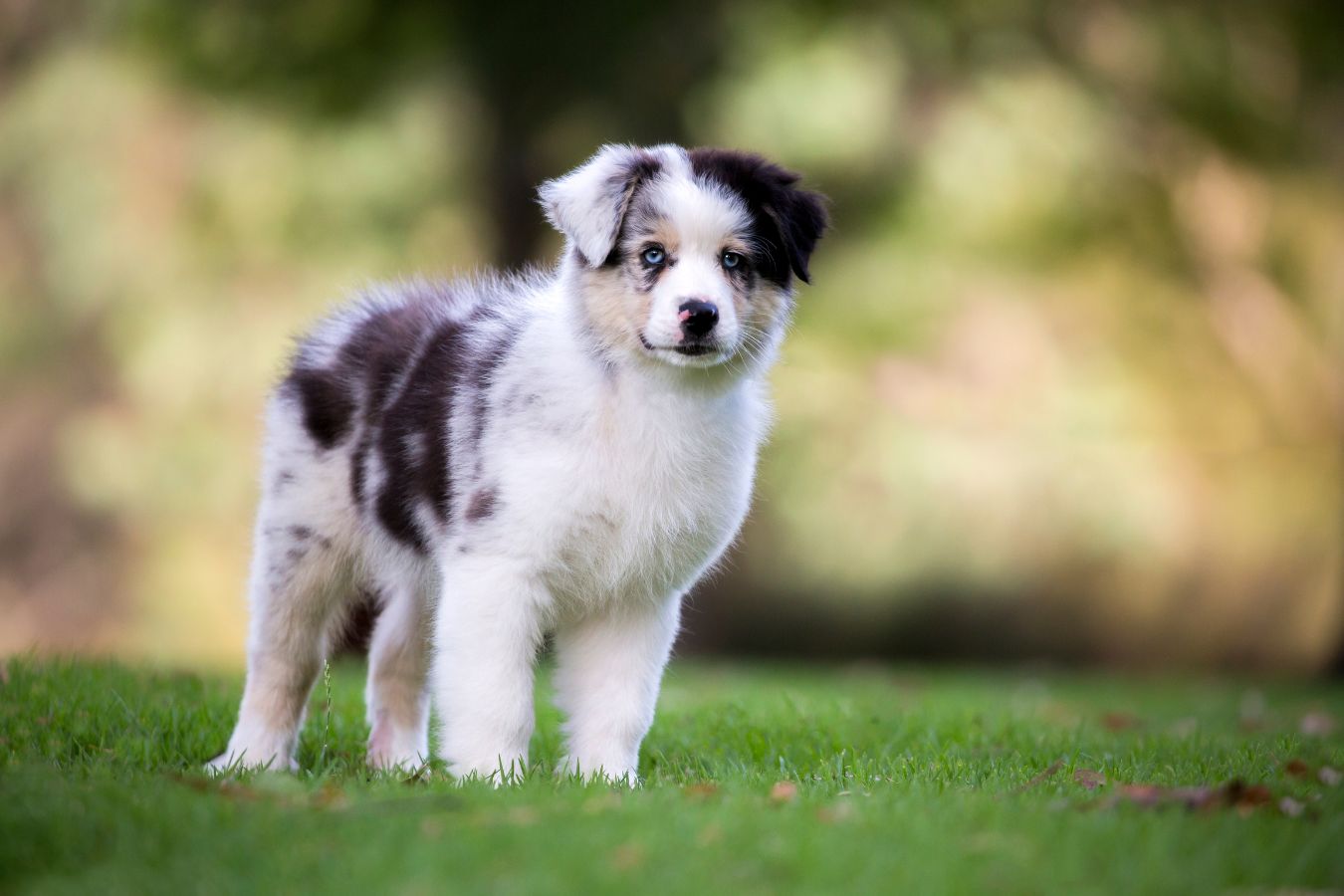 A Guide to Owning an Australian Shepherd - PetHelpful