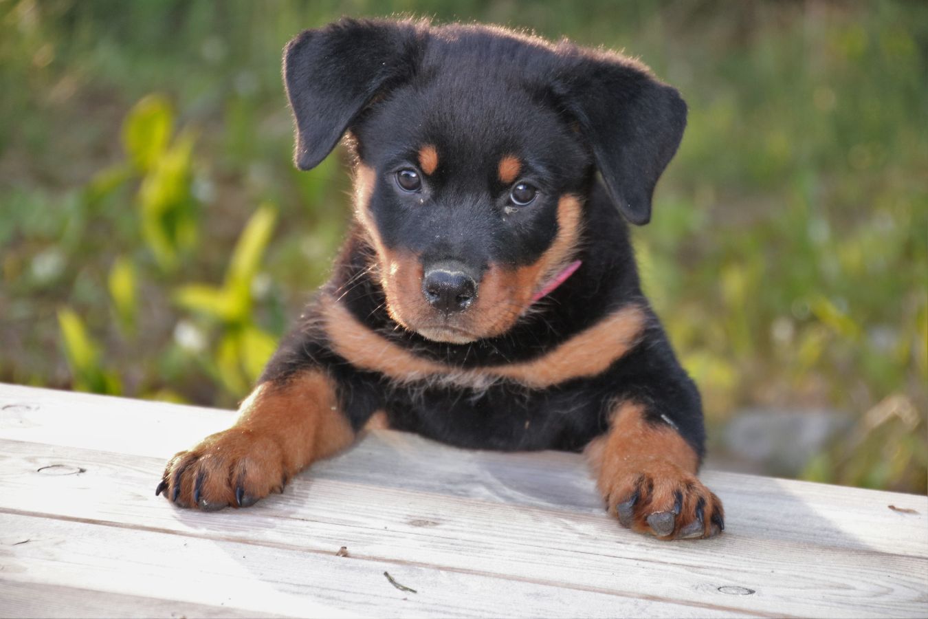 how hard is it to train a rottweilers bite